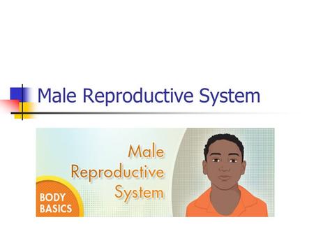 Male Reproductive System. Male Hormone Testosterone - Hormone that produces male secondary sex characteristics. Both physical and emotional changes.