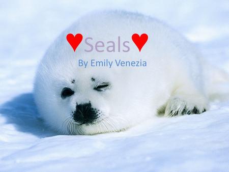 ♥ Seals ♥ By Emily Venezia Habitat/Food Description Seals usually weigh around 1,000 pounds or less it depends what type of Seal they are Seals can.