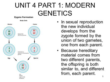 1 UNIT 4 PART 1: MODERN GENETICS In sexual reproduction the new individual develops from the zygote formed by the union of two gametes, one from each parent.