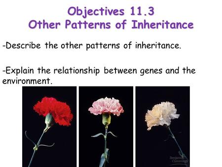 Lesson Overview Lesson Overview Other Patterns of Inheritance -Describe the other patterns of inheritance. -Explain the relationship between genes and.
