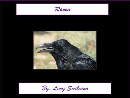 Raven By: Lucy Siciliano. Animal Facts Description Ravens are black from head to toe. They Have narrow wings, thin fingers at the tip of the wings, a.