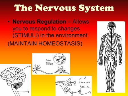 The Nervous System Nervous Regulation – Allows you to respond to changes (STIMULI) in the environment (MAINTAIN HOMEOSTASIS)