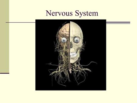 Nervous System. CNS-Central Nervous System Control stimulates and coordinates all other body systems Command center.