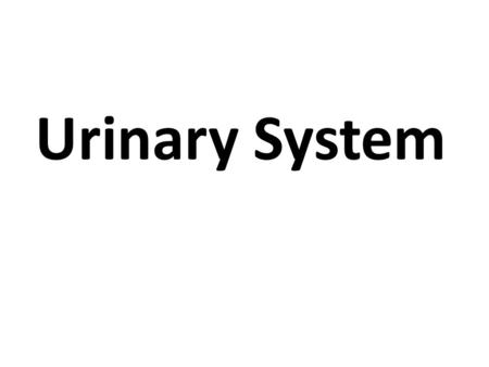 Urinary System. Anatomy: Paired kidneys Paired ureters Single bladder Single urethra.