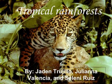 Tropical rainforests By: Jaden Trujillo, Julianna Valencia, and Seleni Ruiz.