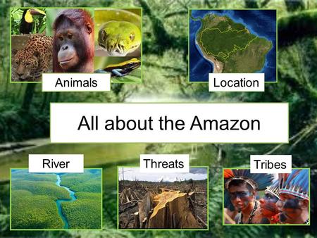 All about the Amazon Animals Location RiverThreats Tribes.