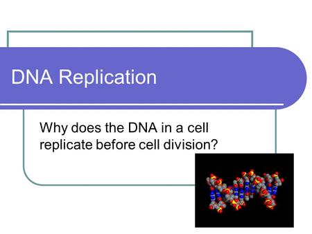 DNA Replication Why does the DNA in a cell replicate before cell division?