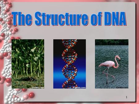 1 2 DNA Why do we study DNA? We study DNA for many reasons: its central importance to all life on Earth because it codes for all PROTEINS medical benefits.