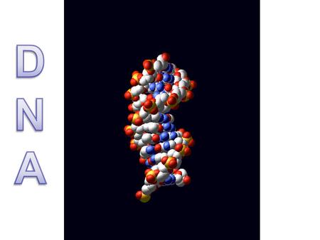 1.DNA MOLECULES ARE LONG POLYMERS MADE UP OF REPEATING NUCLEOTIDES.