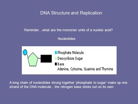 DNA Structure and Replication Reminder…what are the monomer units of a nucleic acid? Nucleotides A long chain of nucleotides strung together ‘phosphate.