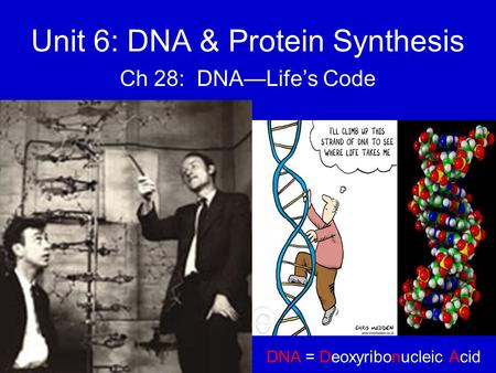 Unit 6: DNA & Protein Synthesis Ch 28: DNA—Life’s Code DNA = Deoxyribonucleic Acid.