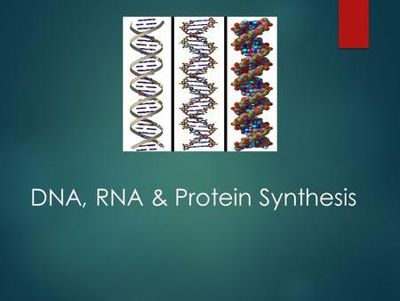 DNA, RNA & Protein Synthesis. A. DNA and the Genetic Code 1. DNA controls the production of proteins by the order of the nucleotides.