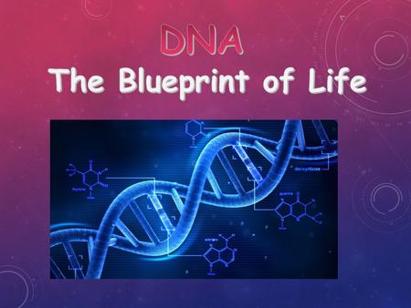  DNA contains the instructions (codes) for making all the proteins in the body.