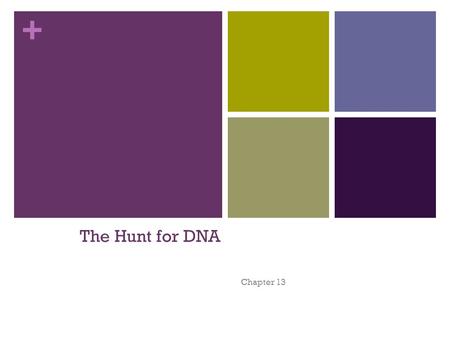 + The Hunt for DNA Chapter 13. + 1928 British scientist – Frederick Griffith - Griffith isolated 2 types of pneumonia bacteria: S strain – - R strain.