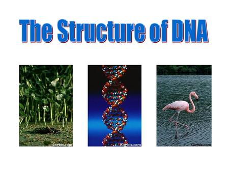 DNA (Deoxyribonucleic Acid) A. DNA 1.Determines traits and codes for proteins 2.Found in nucleus of the cell Pg. 77.