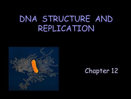 Chapter 12 DNA STRUCTURE AND REPLICATION. A. DNA Structure DNA is a nucleic acid composed of nucleotide monomers. DNA nucleotide consists of: F one phosphate.