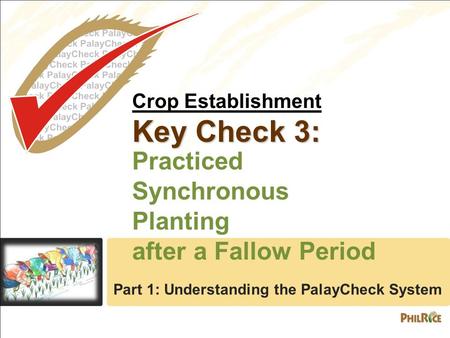 Crop Establishment Key Check 3: Practiced Synchronous Planting after a Fallow Period Part 1: Understanding the PalayCheck System.