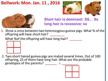 Bellwork: Mon. Jan. 11, 2016 1. Show a cross between two heterozygous guinea pigs. What % of the offspring will have short hair? ________ What %of the.