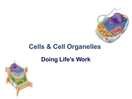 2013-14 Cells & Cell Organelles Doing Life’s Work.