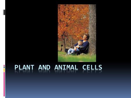 PLANT AND ANIMAL CELLS.