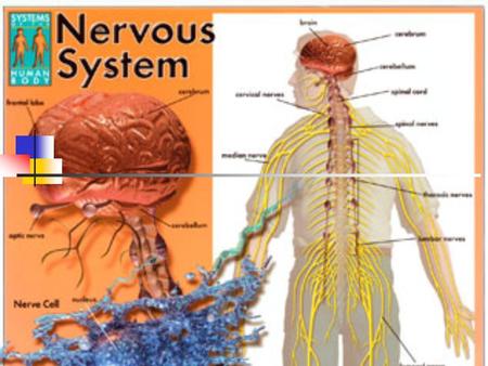 AIM: How does the nervous system function? A. Parts of the Nervous System 1. Neurons – the basic cellular unit of the nervous system a. Sensory neurons.