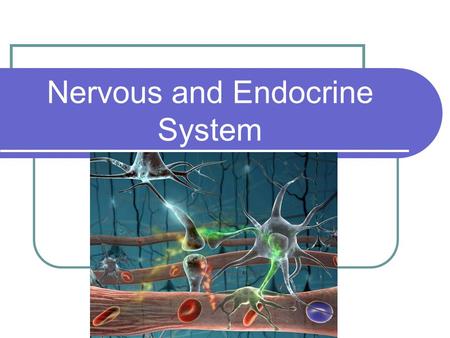 Nervous and Endocrine System. Function of Nervous Regulation: Control and coordinate your response to your environment using electrical impulses Impulse-