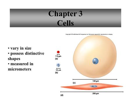 1 Chapter 3 Cells vary in size possess distinctive shapes measured in micrometers.