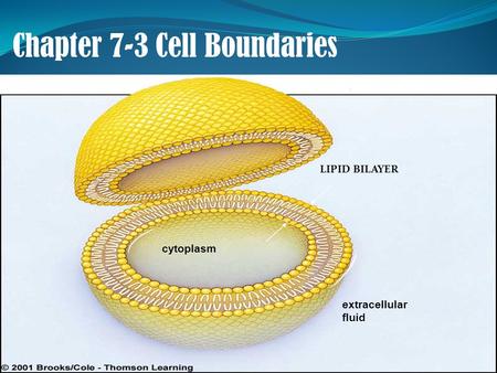 Chapter 7-3 Cell Boundaries LIPID BILAYER cytoplasm extracellular fluid.