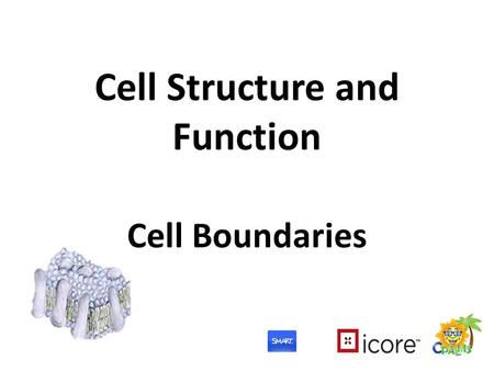 Cell Structure and Function Cell Boundaries. What Are We Learning? Benchmark: SC.912.L.14.2 –...Relate structure to function for the components of plant.