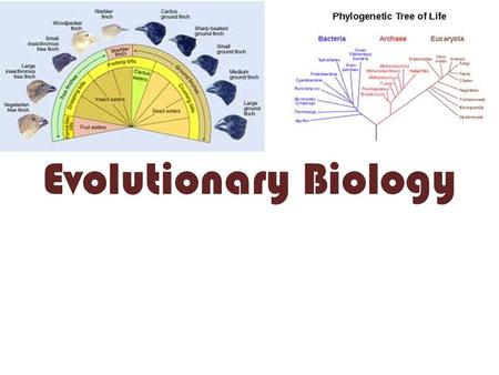 Evolutionary Biology Evolution is… CHANGE Evolution is the process by which modern organisms have descended from ancient ones Darwin’s theory of evolution.