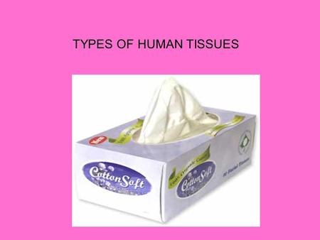 TYPES OF HUMAN TISSUES. Four Basic Kinds of Tissues Epithelial Tissue Connective Tissue Muscle Tissue Nervous Tissue.