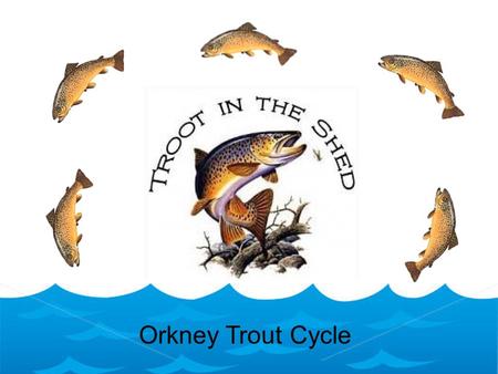 Orkney Trout Cycle. Egg Spawning Trout lay their eggs in nests in river gravels, known a redds. The female builds the nest, usually between November and.