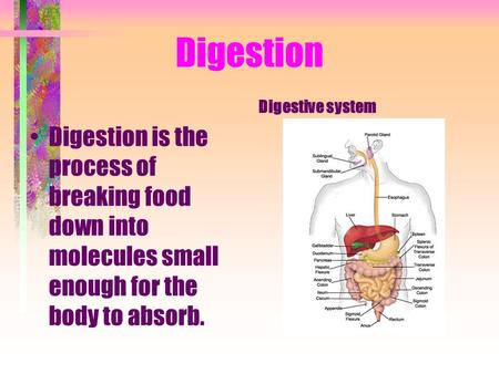 Digestion Digestion is the process of breaking food down into molecules small enough for the body to absorb. Digestive system.