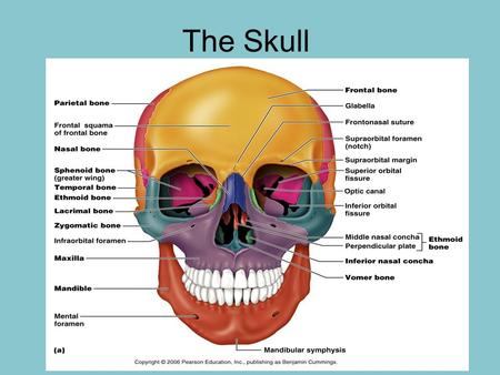 The Skull.