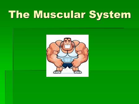 The Muscular System. Muscular System  The body has more than 600 muscles that make up 40 to 45% of the body’s weight.