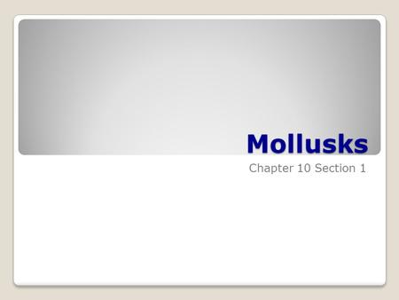 Mollusks Chapter 10 Section 1. Characteristics of Mollusks Clams, oysters, scallops, snails, squids Invertebrates with soft, unsegmented bodies Often.