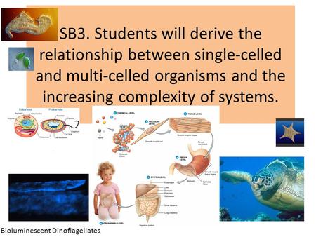 SB3. Students will derive the relationship between single-celled and multi-celled organisms and the increasing complexity of systems.. Bioluminescent Dinoflagellates.