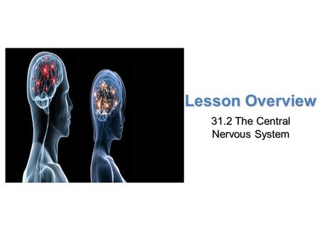 Lesson Overview Lesson Overview The Central Nervous System Lesson Overview 31.2 The Central Nervous System.