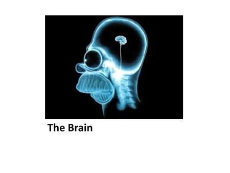 The Brain.