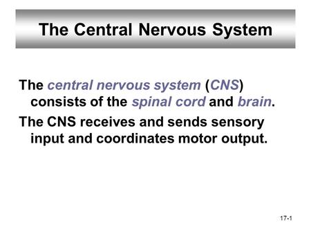 17-1 The Central Nervous System The central nervous system (CNS) consists of the spinal cord and brain. The CNS receives and sends sensory input and coordinates.