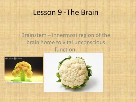 Lesson 9 -The Brain Brainstem – innermost region of the brain home to vital unconscious function.