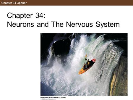 Chapter 34 Opener Chapter 34: Neurons and The Nervous System.