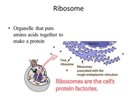 Ribosome Organelle that puts amino acids together to make a protein.