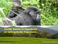 Gorilla Safaris to Uganda for an unforgettable Experience.