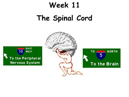 Week 11 The Spinal Cord.