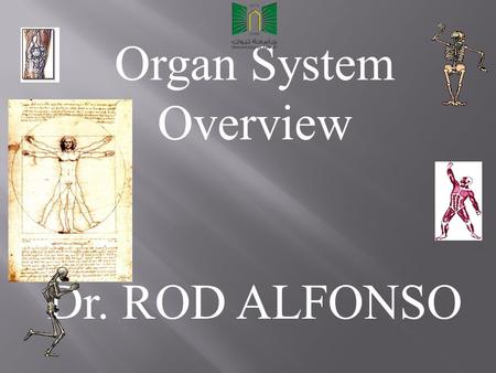 Organ System Overview Dr. ROD ALFONSO. How do Humans and other complex mammals maintain homeostasis? They must carry out all needed life functions in.