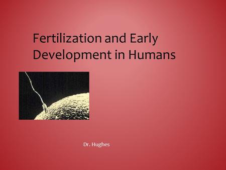 Fertilization and Early Development in Humans Dr. Hughes.