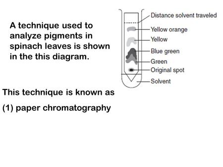 A technique used to analyze pigments in spinach leaves is shown