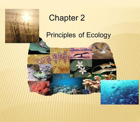 Chapter 2 Principles of Ecology.  What is the difference in an Autotroph & Heterotroph? Producer & Consumer?  Write the equation for Photosynthesis.