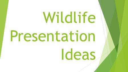 Wildlife Presentation Ideas. Introduction  There are many ways to give a presentation. You could give a PowerPoint show, music video, video, demonstration,